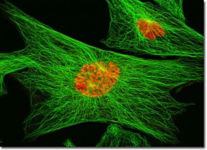 CONNECTIVE TISSUE CELLS o Fibroblasts - secrete fibers and