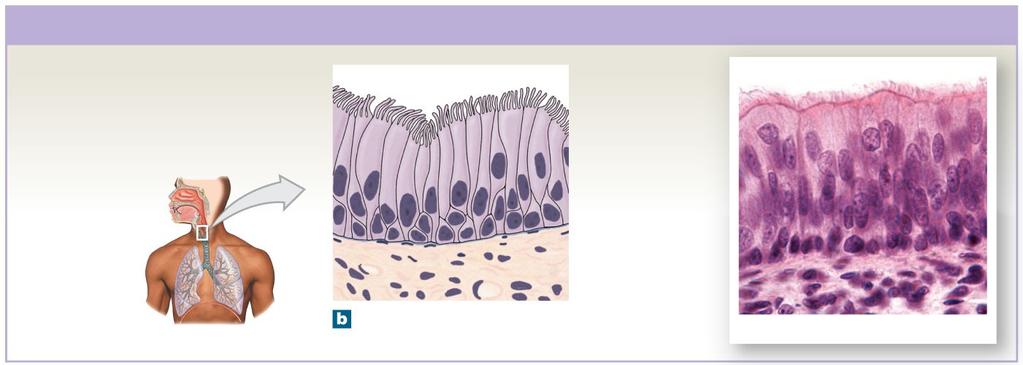 Figure 4-5b Columnar Epithelia Pseudostratified Ciliated Columnar Epithelium LOCATIONS: Lining of nasal cavity, trachea, and bronchi; portions of male