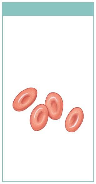 Figure 4-12 Formed Elements of the Blood Red blood cells Red blood cells, or erythrocytes (e-rith-ro-sıts), are responsible for the transport of oxygen