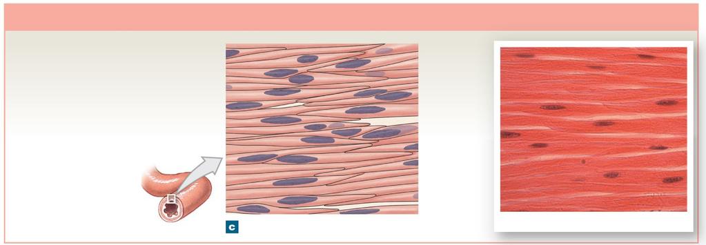 Figure 4-18c Muscle Tissue Smooth Muscle Tissue Cells are short, spindle-shaped, and nonstriated, with a single, central nucleus.