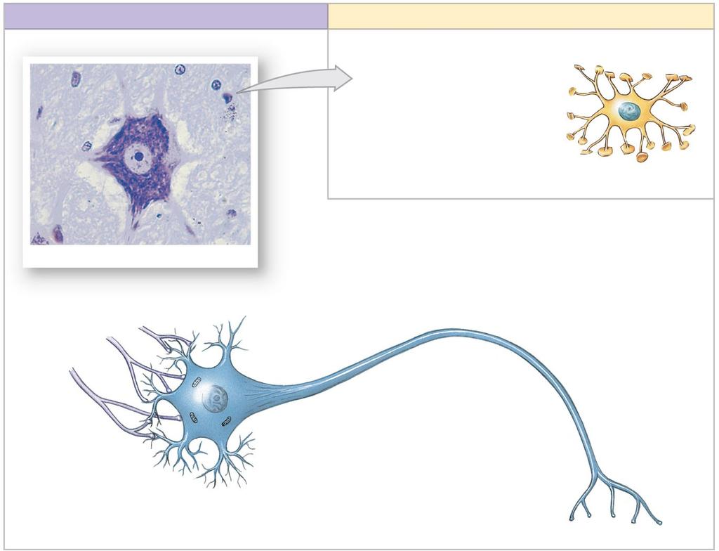 Figure 4-19 Neural Tissue NEURONS Nuclei of neuroglia Cell body Axon NEUROGLIA (supporting cells) Maintain physical structure of tissues Repair tissue framework after injury Perform phagocytosis