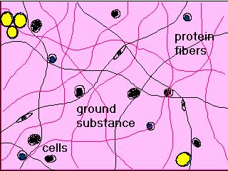 Ground substance highly hydrated, colorless and transparent complex mixture of macromolecules it fills the space between cells and fibers it