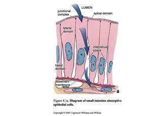 CONNECTIVE TISSUES They have the same origin mesenchyme and the same structure (cells and extracellular matrix) Unlike epithelial cells, connective tissue cells are widely seperated by components of