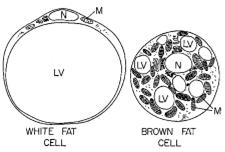 Multilocular adipose tissue (brown fat) Multilocular tissue