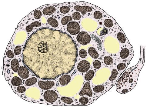 The cytoplasm contains great number of lipid droplets of various