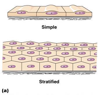 Classification of Epithelium Number of cell layers Simple one layer found in areas of