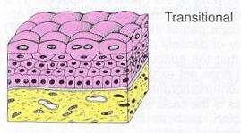 Transitional multiple layers of epithelial cells, hodge-podge