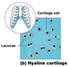 Connective Tissue Types - CARTILAGE Hyaline cartilage Most common cartilage Composed of: Abundant collagen