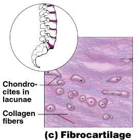 Connective Tissue Types - CARTILAGE Fibrocartilage Highly compressible Strongest &
