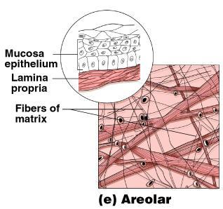 all fiber types Can soak up excess fluid Main function to cushion and protect organs