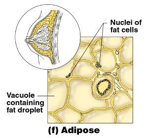 Connective Tissue Types - FIBROUS Adipose Matrix is an areolar tissue in which fat globules predominate Many