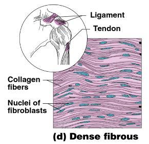 Connective Tissue Types - FIBROUS Dense