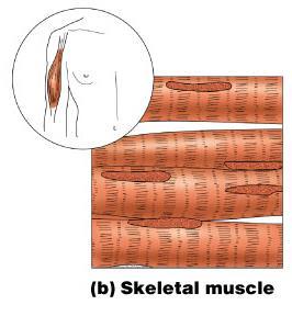 Muscle Tissue Types Skeletal muscle Can be controlled voluntarily Cells attach to