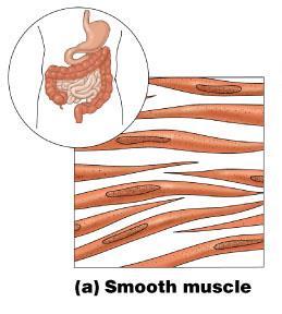 bone Smooth muscle Involuntary muscle Surrounds hollow organs Attached to other