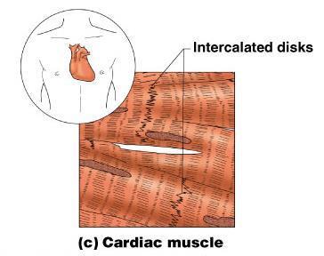 Muscle Tissue Types Cardiac muscle Found only in the heart Function is to pump blood (involuntary)