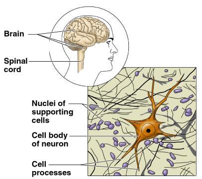 Nervous Tissue Consists of brain, spinal cord, nerves Carry electrical signals