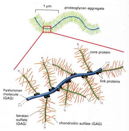 3) Proteoglycans: GAG + core