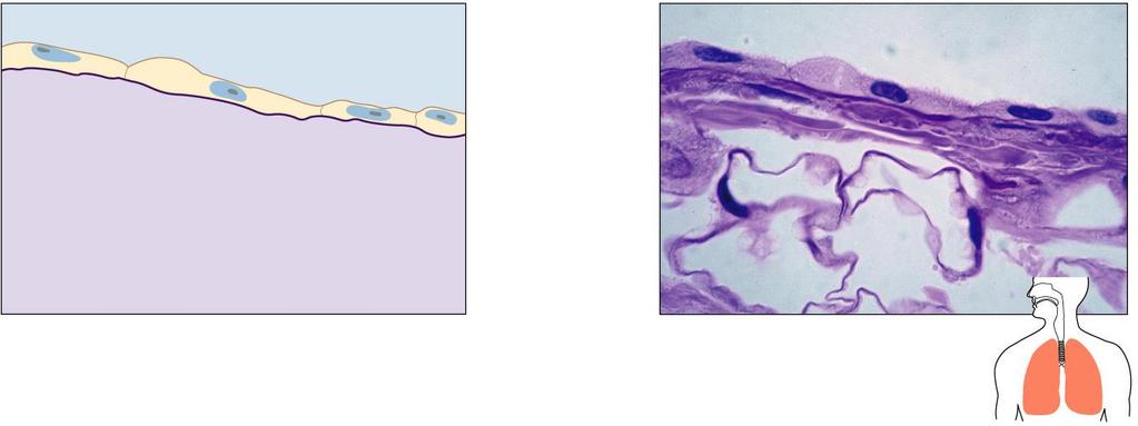 Free surface of tissue Simple squamous epithelium Basement membrane Nucleus (a) Connective