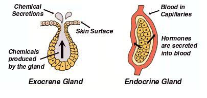 Glands Glands are divided into two categories based on how they release secretions: