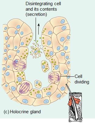 Types of Exocrine Glands Holocrine Release entire cells