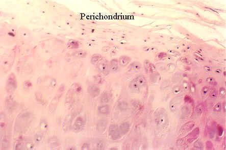 Hyaline Cartilage Hyaline cartilage contains cells called chondrocytes