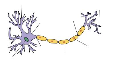 The Neuron Dendrite: carries messages/impulses to the nerve cell body Soma Node of Ranvier Axon Terminal Schwann cell