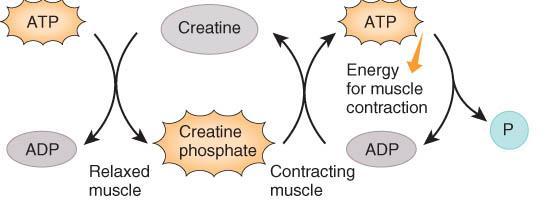 1. Creatine phosphate o Excess ATP within resting muscle used to form creatine phosphate; Creatine phosphate is unique to muscle fibers o Creatine phosphate 3-6 times more plentiful than ATP within