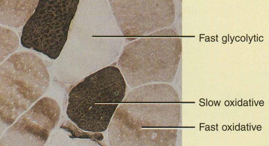 MUSCLE FIBER CLASSIFICATION o Based on structure and function, skeletal muscle fibers are classified as: 1. slow oxidative 2.
