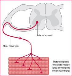 cells tissue organ Motor Unit - revision o Motor unit = 1 somatic motor neuron + all the skeletal muscle cells (fibers) it