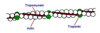 Thin filament 3 proteins Actin, troponin, tropomyosin Actin is