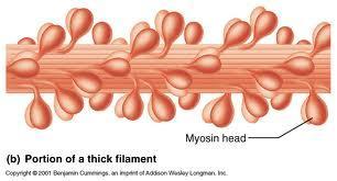 Thick filament 1 protein Myosin Contain ATPase enzymes, which split