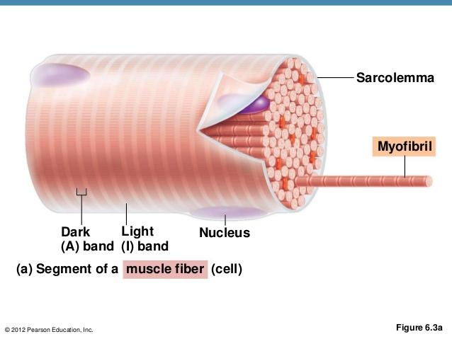 Structure of Skeletal Muscle Myofibrils are made of myofilaments that form a unit called a sarcomere with light
