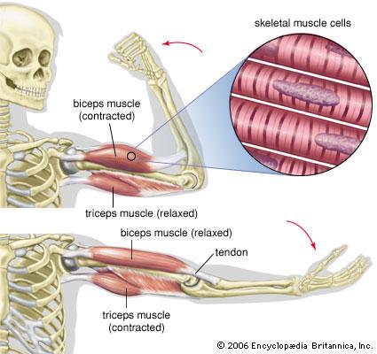 Muscle Contraction How