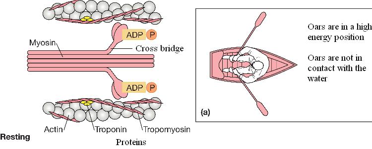 Resting Muscle 1. ATP binds to myosin arm 2.