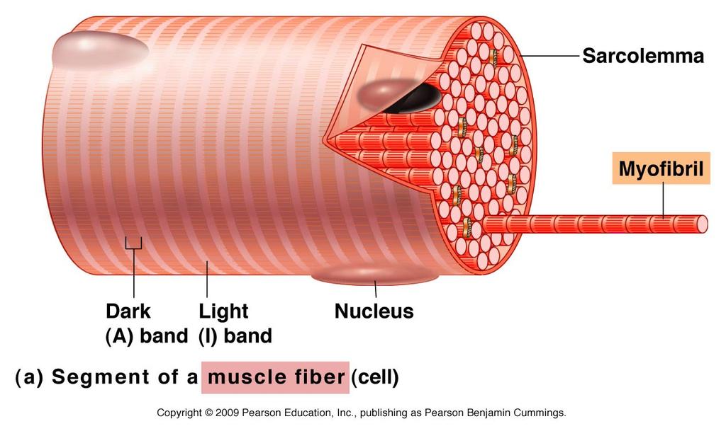 Skeletal Muscle Moves your bones Striated Multi-nucleated Voluntary Cells are