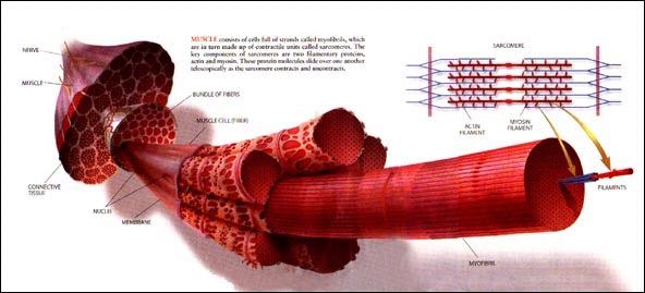 Skeletal muscle Many muscle fibers make a
