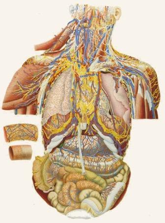 walls of the viscera (organs),