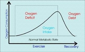 Muscle Fatigue and Oxygen Debt Oxygen debt from
