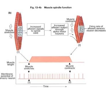 Types of Muscle Contraction Isotonic: actin and myosin