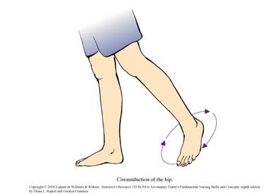 Common Body Movements Circumduction: combination of