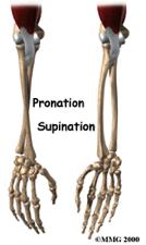 Special Movements (occur only at certain joints Supination: forearm rotates laterally