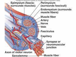 The endomysium surrounds and each individual muscle fiber (cell).