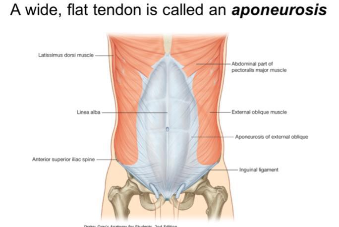 fibers called a tendon, which attaches the muscle to a bone.
