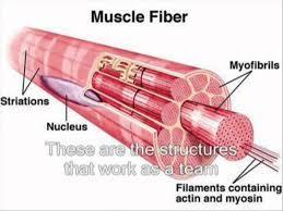 Muscle Fibers (cells) Individual skeletal muscle cells are called muscle fibers due to their length. Longest is in the sartorius muscle 30cm!