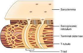 The sarcolemma, or cell membrane of the muscle fiber, is covered with openings