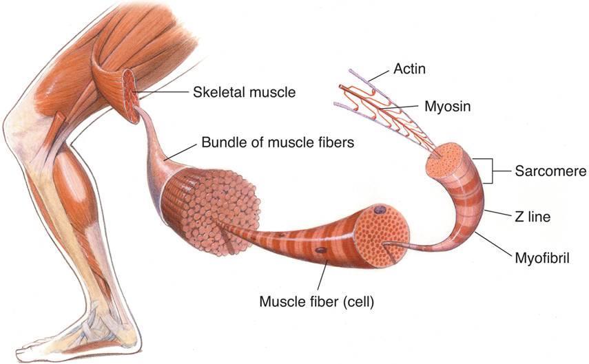 Muscle Contraction Skeletal muscles are made up of bundles of muscle fibers, which in turn are composed of myofibrils.