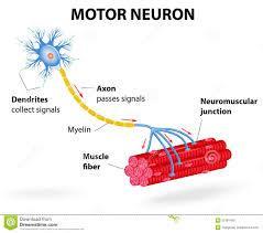 Muscle Contraction Muscle contraction begins with a nerve signal that is transmitted through the motor neuron.