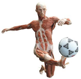 Muscular System Functions Skeletal muscle pulls on the bones of the skeleton, creating