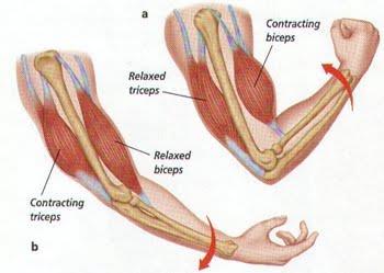 Muscle Contraction When a muscle contracts, it pulls bones closer together, creating movement.