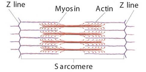 Muscle Contraction A muscle contracts when the thin filaments in the muscle fiber